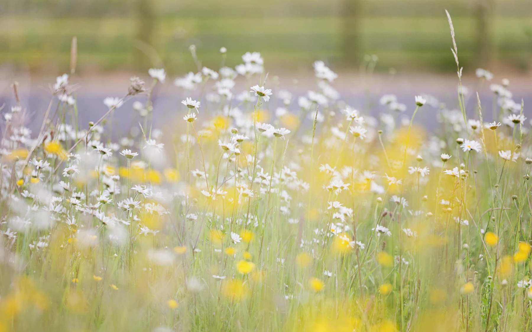 White daisies and yellow buttercups in a softly blurred green meadow