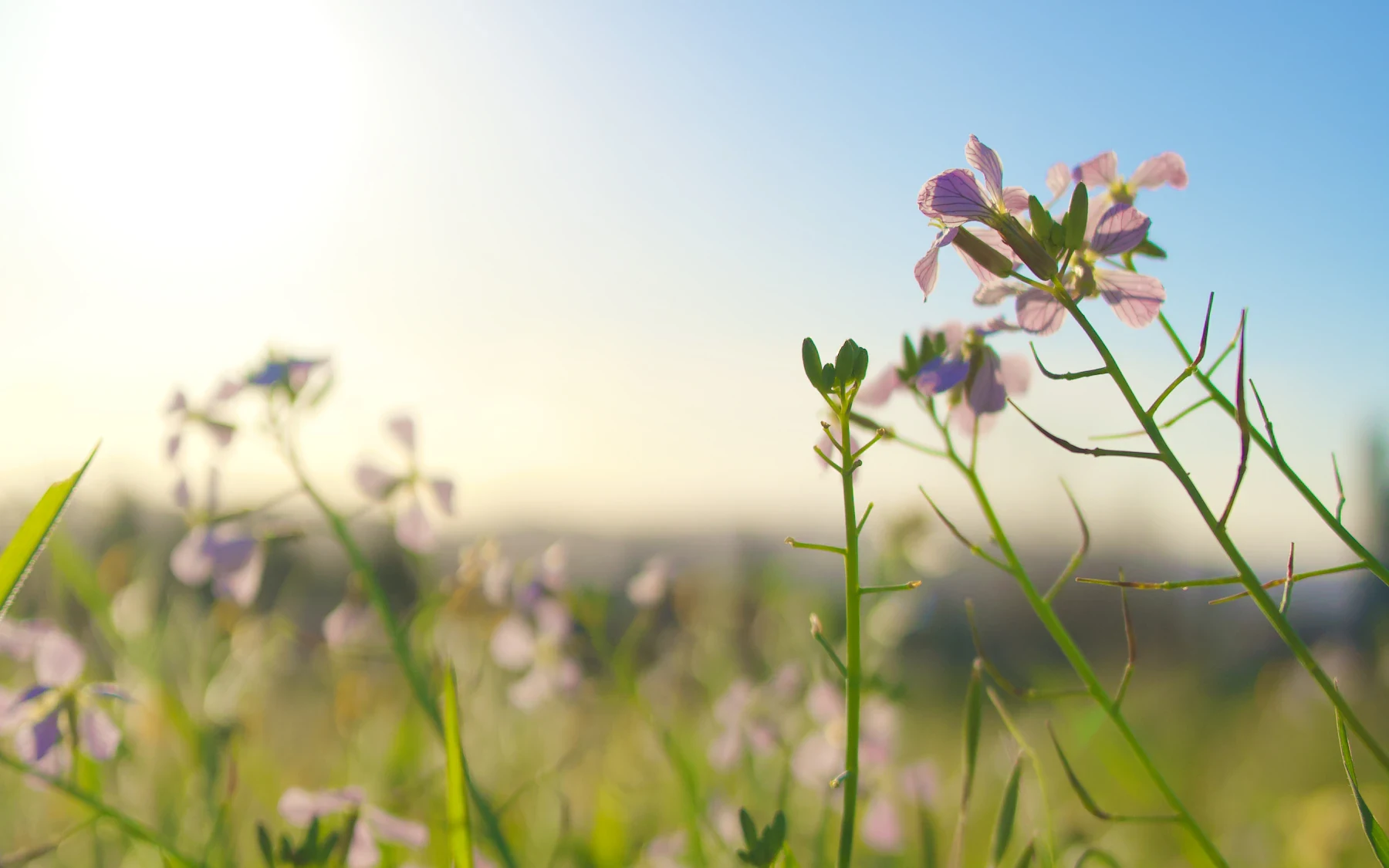Purple wildflowers in soft sunlight beneath a pale blue sky
