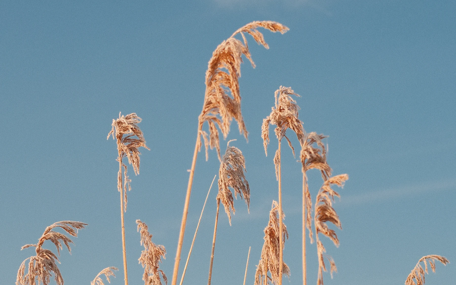 Sunlit golden reeds against a calm teal-blue sky